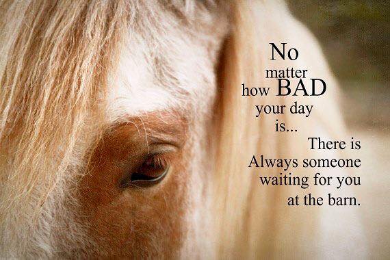 Equestrian Quotes